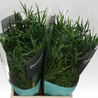 Freshy Asparagus Falcatus | Kleur: Groen | Lengte ± 45 centimeter | Per 50 stelen