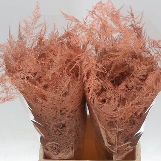 Freshy Asparagus Kort | Kleur: Abrikooskleurig | Lengte ± 45 centimeter | Per 50 stelen