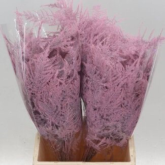 Freshy Asparagus Kort | Kleur: Lichtroze | Lengte ± 45 centimeter | Per 50 stelen