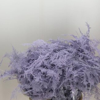 Freshy Asparagus Lang | Kleur: Milkapaars | Lengte ± 85 centimeter | Per 50 stelen