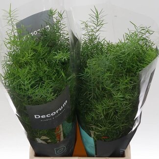 Freshy Asparagus Dens Sprengeri