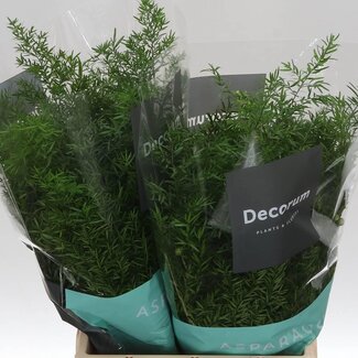 Freshy Asparagus Densiflorus “Cwebe” | Kleur: Groen | Lengte ± 40 centimeter | Per 50 stelen