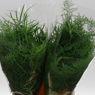 Freshy Asparagus Gemengd | Kleur: Groen | Lengte ± 45 centimeter | Per 50 stelen