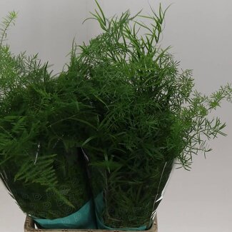 Freshy Asparagus Gemengd | Kleur: Groen | Lengte ± 65 centimeter | Per 50 stelen