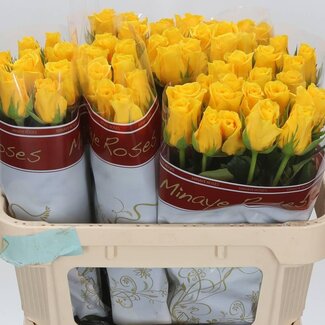 Freshy Grootbloemige Roos “Momentum” | Kleur: Geel | Lengte ± 70 centimeter | Per 20 stelen