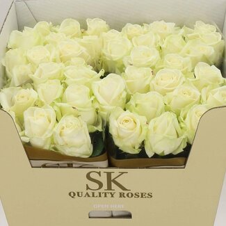 Freshy Rosa Avalanche Koene White