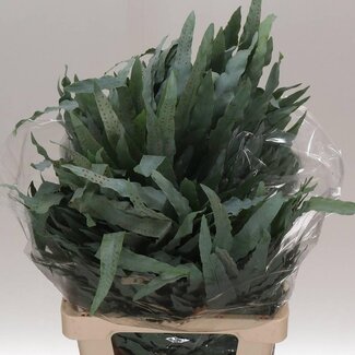 Freshy Phlebodium “Blue Star” | Kleur: Groen | Lengte ± 75 centimeter | Per 50 stelen