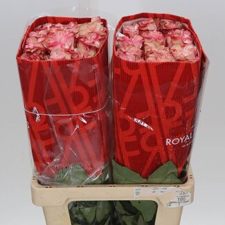 Freshy Grootbloemige Roos “Country Candy” | Kleur: Rood | Lengte ± 60 centimeter | Herkomst Ecuador | Per 25 stelen