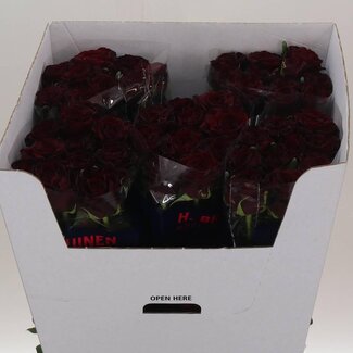 Freshy Grootbloemige Roos “Dark Knight” | Kleur: Rood | Lengte ± 80 centimeter | Per 10 stelen