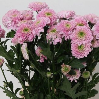 Freshy Chrysant T Letsgo Pink