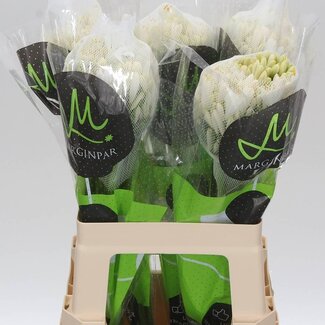 Freshy Agapanthus “Gletsjer” | Kleur: Wit | Lengte ± 60 centimeter | Per 20 stelen