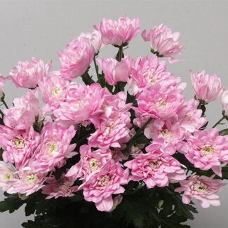 Freshy Troschrysant Chrysanthemum “Baltica Pink” | Kleur: Paars | Lengte ± 70 centimeter | Gewicht ± 95 gram per tak | Per 10 stelen