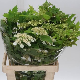 Freshy Viburnum Compactum Bessen | Kleur: Groen | Lengte ± 60 centimeter | Gewicht 400 gram per bos | Per 5 bossen