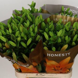 Freshy Lelie Longi x Aziatic Aqua Honesty