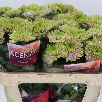 Freshy Deco Chrysanthemum Chrysant “Rossi Charlotte” | Kleur: Roze | Lengte ± 70 centimeter | Gewicht ± 65 gram per tak | Per 10 stelen