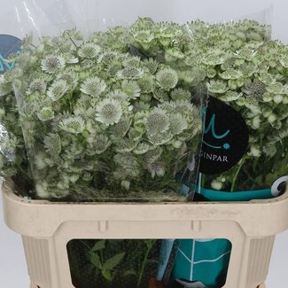 Freshy Astrantia Billion Star Xl