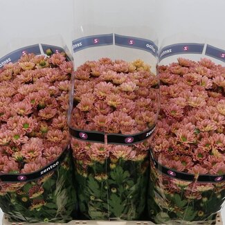 Freshy Chrysanthemum Chrysant Santini “Rossi Smokey” | Kleur: Roze | Lengte ± 55 centimeter | Per 25 stelen