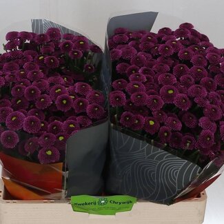 Freshy Chrysant santini Purpetta X L