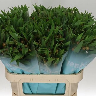 Freshy Alstroemeria “Dancing Queen” | Kleur: Oranje | Lengte ± 75 centimeter | Gewicht ± 65 gram per tak | Per 10 stelen