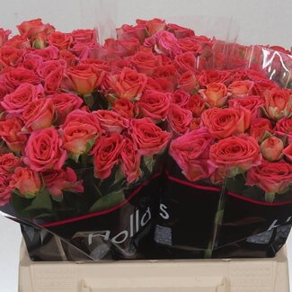 Freshy Hollandse Trosroos “Chimo” | Kleur: Roze | Lengte ± 40 centimeter | Per 20 stelen