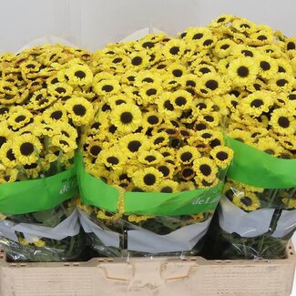 Freshy Chrysant santini Patrese Sunny
