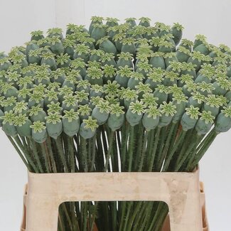 Freshy Papaver Som (zaaddoos)