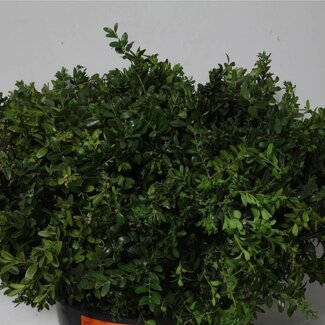 Freshy Buxus Groen (p. bos)