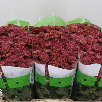 Freshy Chrysanthemum Chrysant Santini “Rossi Lobster” | Kleur: Bruin | Lengte ± 55 centimeter | Per 25 stelen