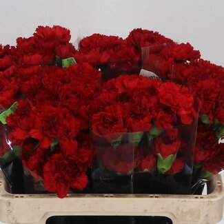 Freshy Korte Anjer “Don Pedro” | Kleur: Rood | Lengte ± 55 centimeter | Per 20 stelen