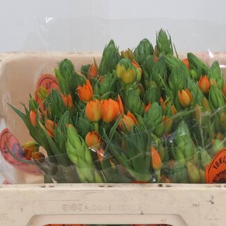 Freshy Ornithogalum Du Sunshine