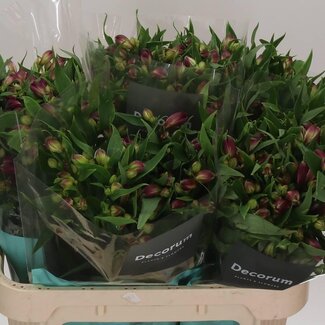 Freshy Alstroemeria “Kimora” | Kleur: Rood | Lengte ± 75 centimeter | Gewicht ± 75 gram per tak | Per 10 stelen