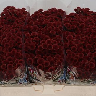 Freshy Chrysanthemum Chrysant Santini “Mad Red Tyolo” | Kleur: Rood | Lengte ± 55 centimeter | Per 25 stelen