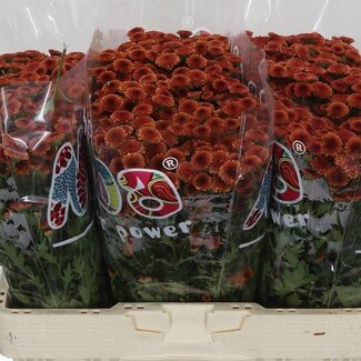 Freshy Chrysant santini Mad Orange Tyolo