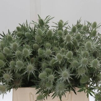 Freshy Eryngium Gemini Questar