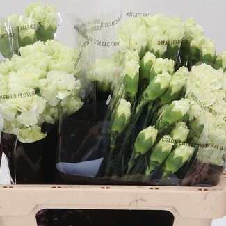 Freshy Anjer Kort Prado Mint