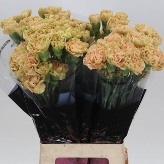 Freshy Lange Anjer “Ambar” | Kleur: Oranje | Lengte ± 70 centimeter | Per 20 stelen