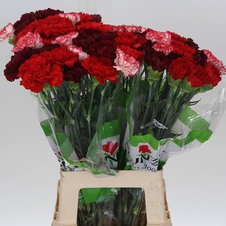 Freshy Anjer Funza Lang Rainbow Red