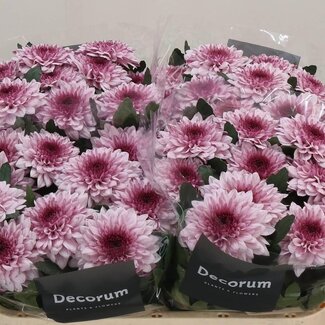 Freshy Deco Chrysanthemum Chrysant “Pip Pretty” | Kleur: Roze | Lengte ± 70 centimeter | Gewicht ± 95 gram per tak | Per 10 stelen