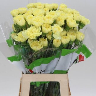 Freshy Anjer “Nobbio Frenzy” | Kleur: Gemengde Kleuren | Lengte ± 70 centimeter | Per 20 stelen