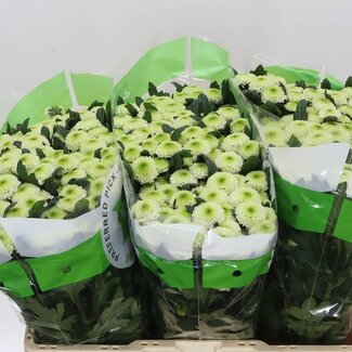 Freshy Chrysanthemum Chrysant Santini “Sira” | Kleur: Wit | Lengte ± 55 centimeter | Per 25 stelen