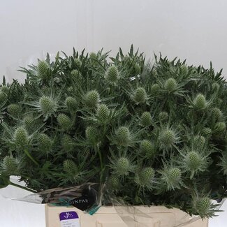 Freshy Eryngium Kruisdistel Gemini “Questar” | Kleur: Grijs | Lengte ± 60 centimeter | Per 10 stelen