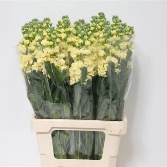 Freshy Matthiola Violier “Iron Geel” | Kleur: Geel | Lengte ± 65 centimeter | Per 10 stelen