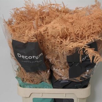 Freshy Asparagus Lang Apricot