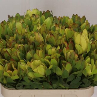 Freshy Leucadendron Saf Goldstrike