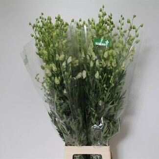 Freshy Aconitum Na Album