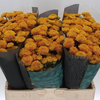 Freshy Chrysanthemum Chrysant Santini “Ellison” | Kleur: Oranje | Lengte ± 55 centimeter | Per 25 stelen