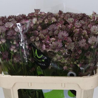 Freshy Astrantia Star Of Africa