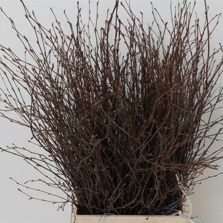 Freshy Berkentakken | Kleur: Bruin | Lengte ± 60 centimeter | Per 5 bossen