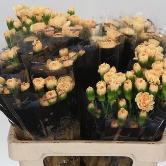 Freshy Trosanjer Dune