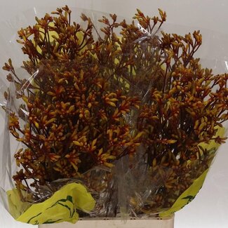 Freshy Anigozanthos Kangoeroepoot “Orange Velvet” | Kleur: Oranje | Lengte ± 80 centimeter | Per 20 stelen